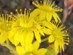 Aeonium sedifolium, floral features